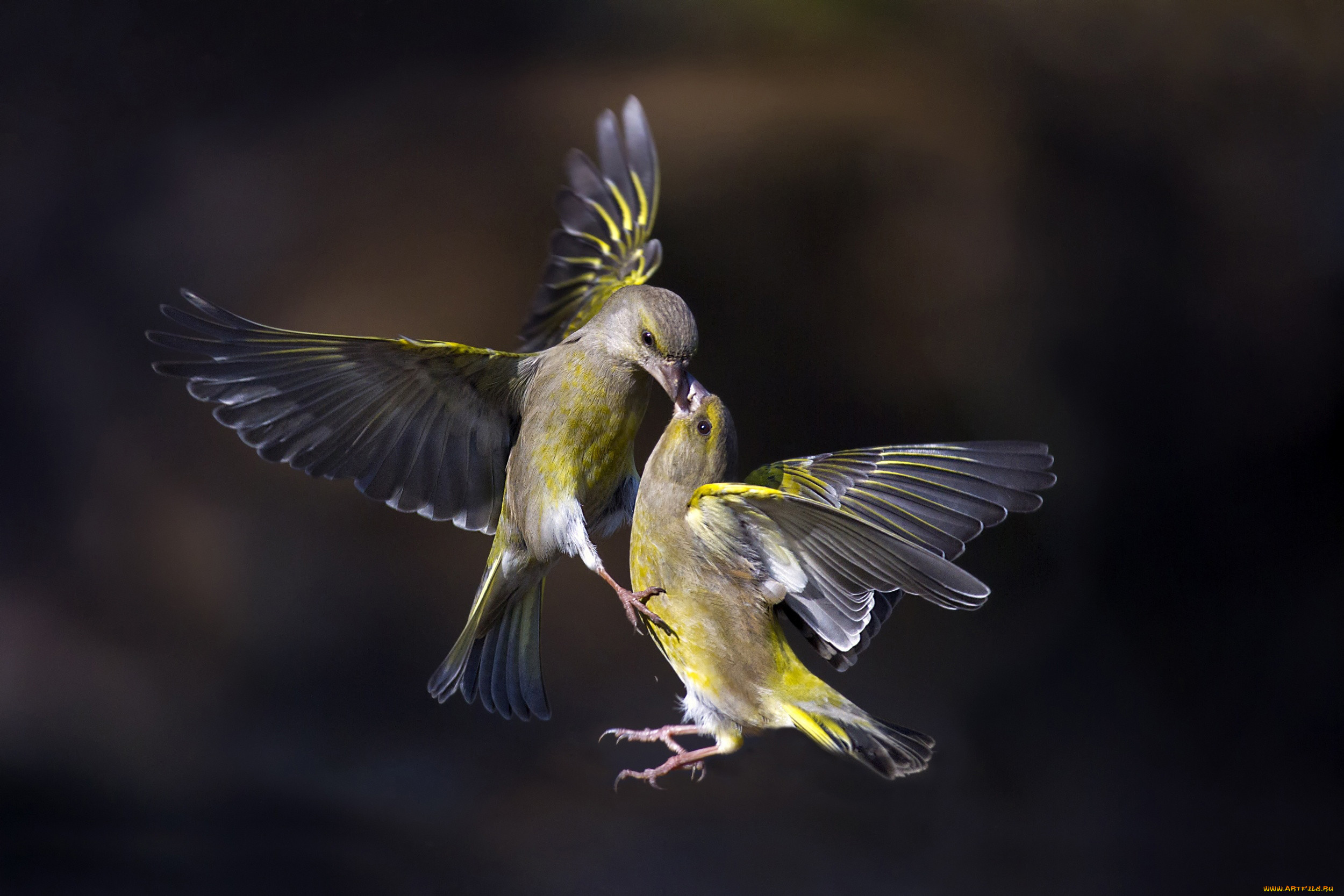 Летящие красивые птицы летящие. Чиж овсянка зеленушка. Синица зеленушка птица. Птица зеленушка Сойка. Птенец зеленушки.
